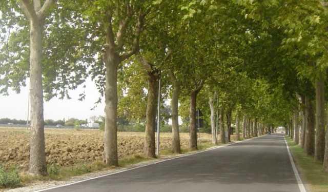 Causes of Planting of Trees on Road Sides and Method of Care of Trees