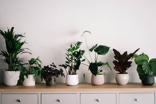 22 Best Indoor Plants to Improve Home Beauty and Air Quality