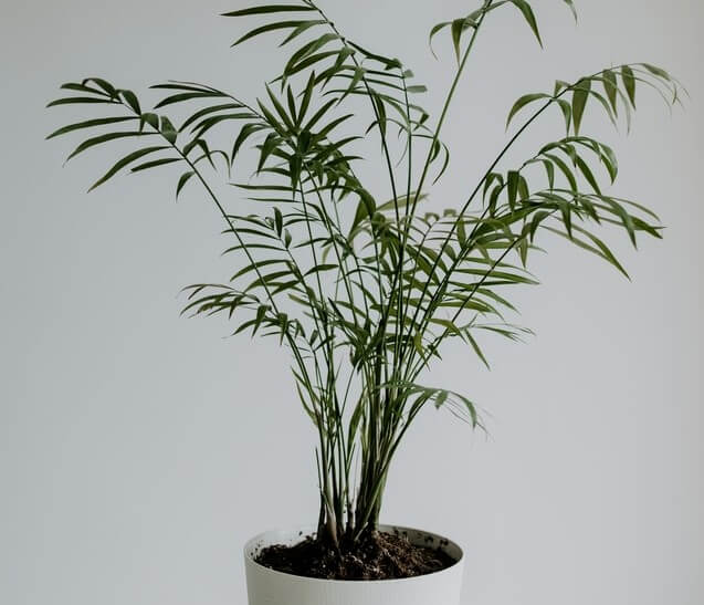 Best Indoor Plants - Bamboo Palm (Chamaedorea seifrizii)