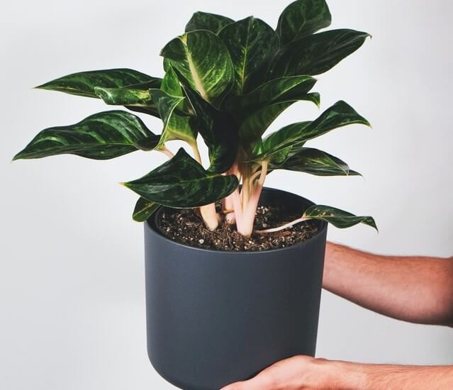 Best Indoor Plants to Improve Home Beauty & Air Quality - Chinese Evergreen (Aglaonema modestum)