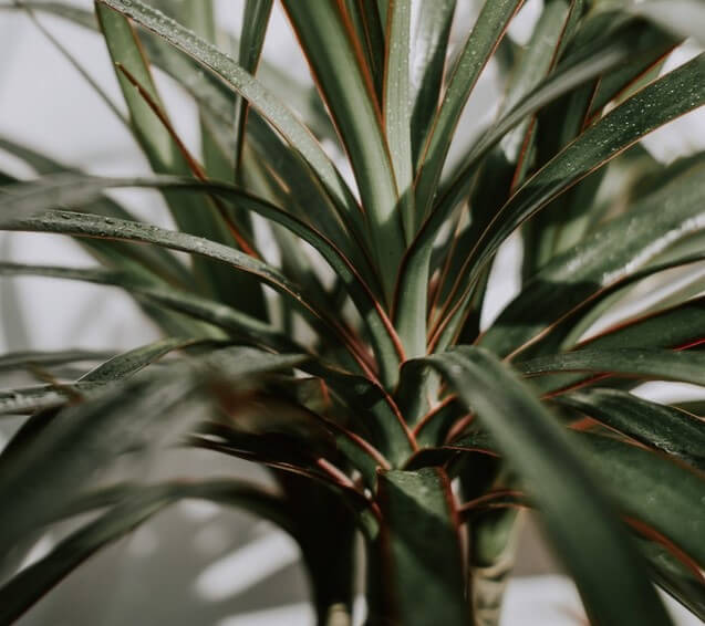 Dragon Tree (Dracaena marginata)