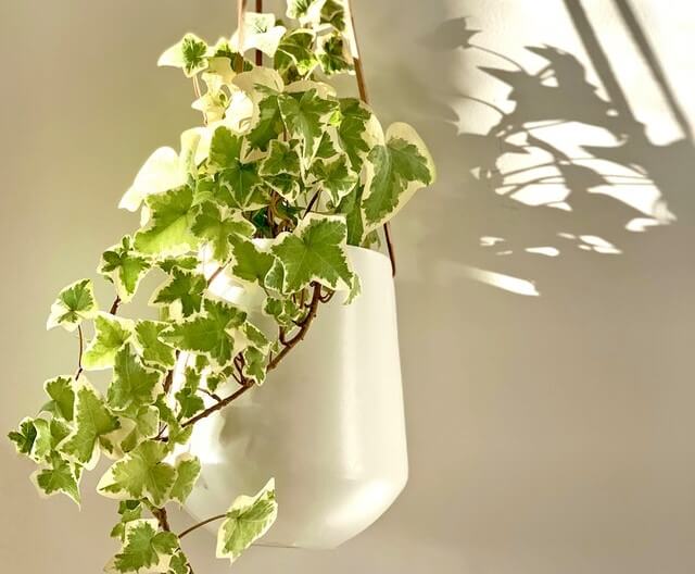 Best Indoor Plants - English Ivy (Hedera helix)