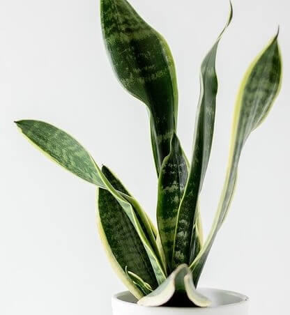 Mother-in-Law’s Tongue (Sansevieria trifasciata ‘Laurentii’)/ Snake plant