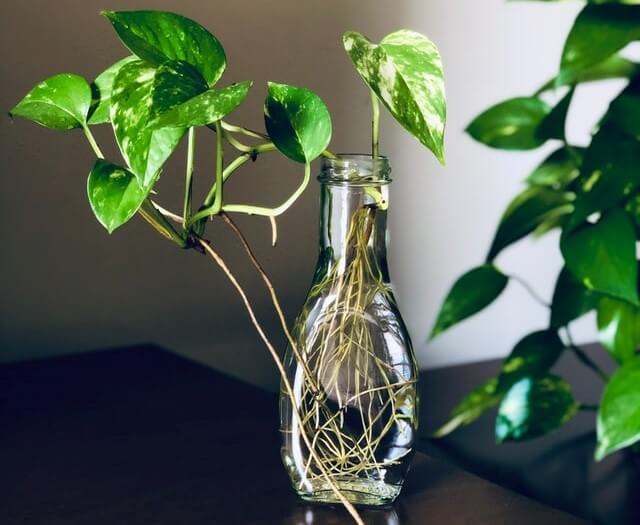 Pothos (Epipremnum aureum)