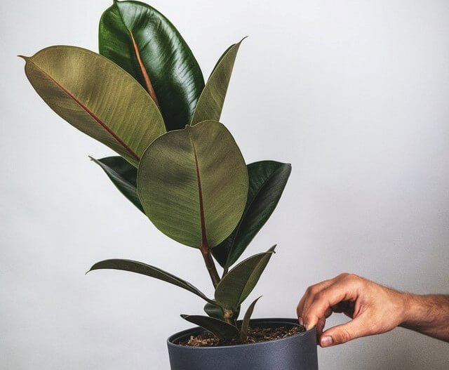 Best Indoor Plants to Improve Home Beauty & Air Quality - Rubber Tree (Ficus elastica)