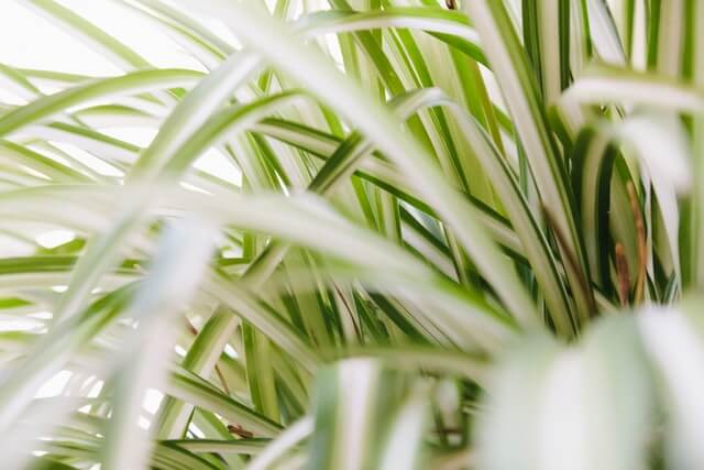 Best Indoor Plants to Improve Home Beauty & Air Qualityv - Spider Plant (Chlorophytum comosum)