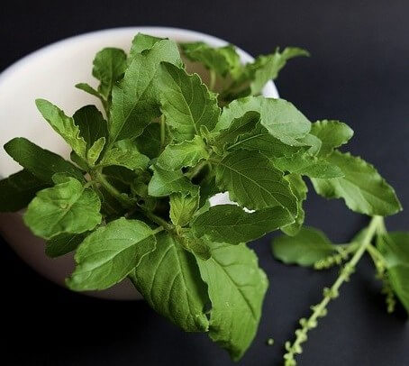 Tulsi(Ocimum tenuiflorum)