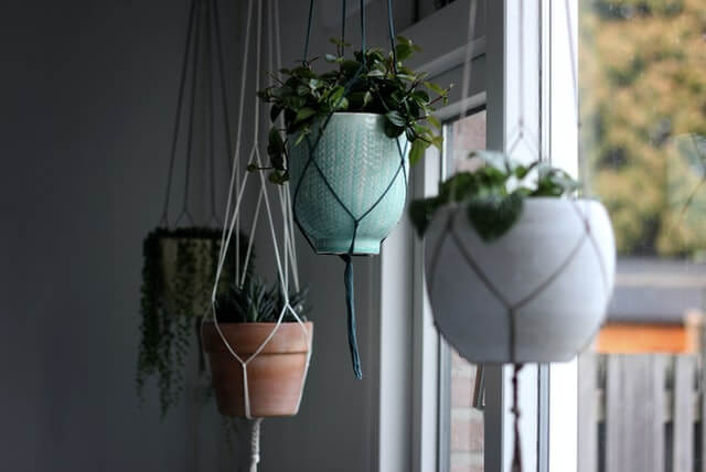 Indoor Plants for home decor