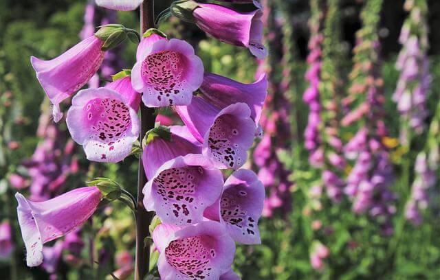 Foxgloves - Symbiotic Plants for Your Garden