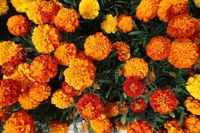 Marigolds - Symbiotic Plants for Your Garden