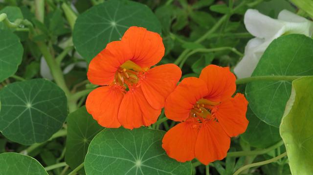 Orange Nasturtium - Symbiotic Plants for Your Garden