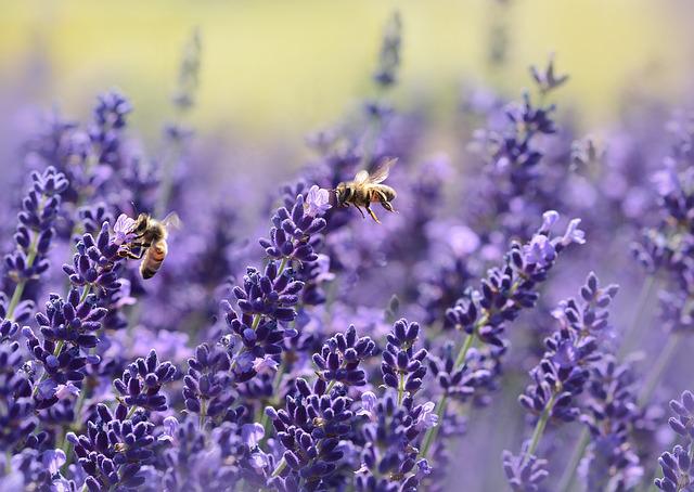 lavender - Symbiotic Plants for Your Garden