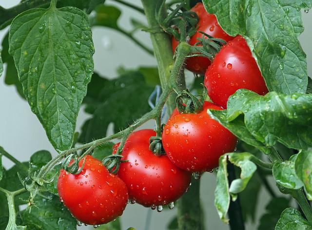 Tomatoes - Symbiotic Plants for Your Garden